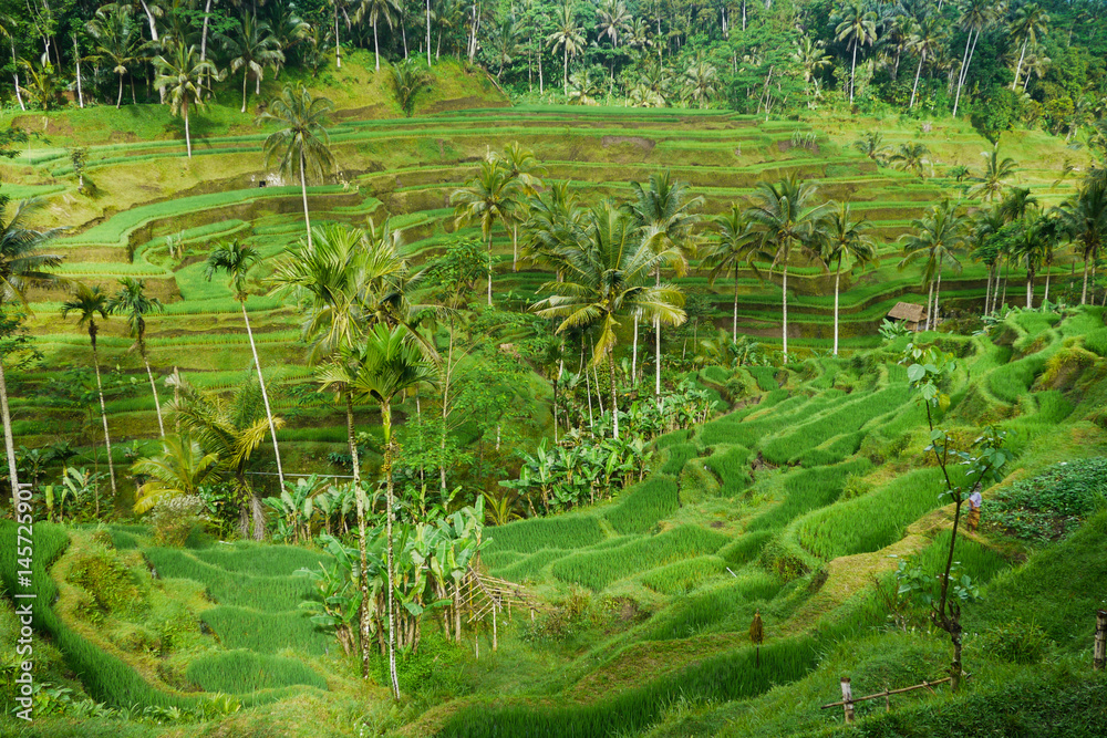 Reisterassen auf Bali