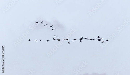 A flock of Glossy Ibises (Plegaris Falcinellus) - Israel photo