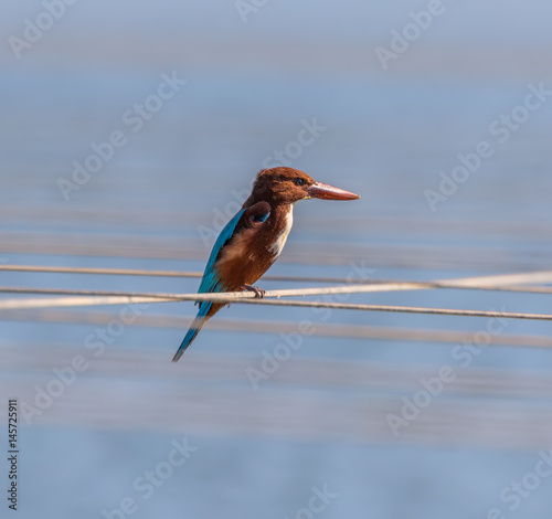 White-Throated Kingfisher ( Halcyon smurnensis ) sitting on a rope stretched over the pool in which the bird catches the fish - Maagan Mikhael, Israel photo