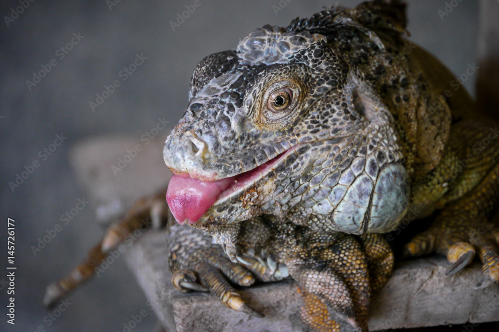 Fototapeta premium Leguan Zunge
