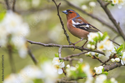 common chaffinch of flowers sitting on a branch © drakuliren