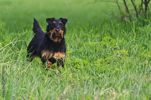 Jagdterrier in front exterior of green grass photo