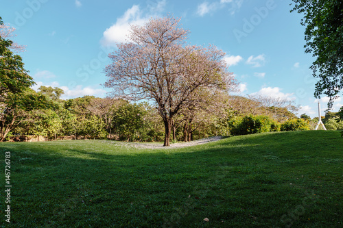 Pink flowers Tabebuia rosea blossom in lawn with sky background