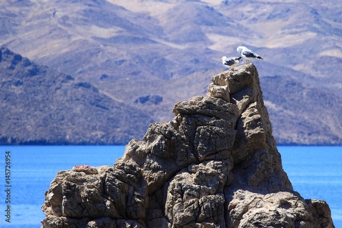 Seagulls on rocky peak