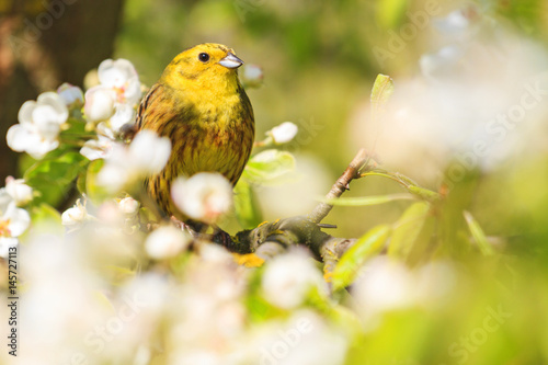 yellowhammer of spring apple blossom photo