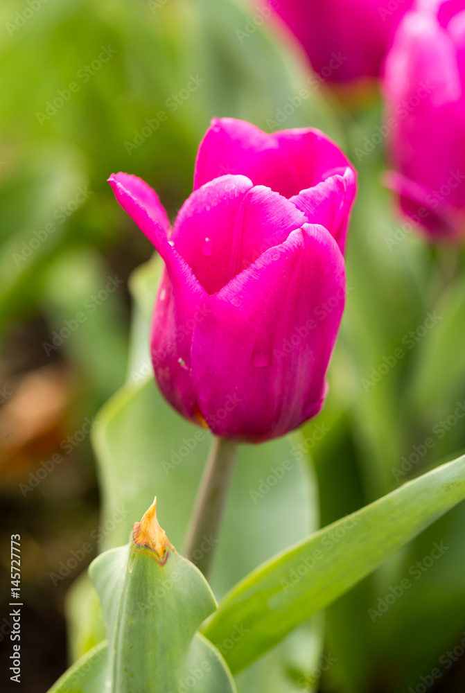 Keukenhof Keukenhof