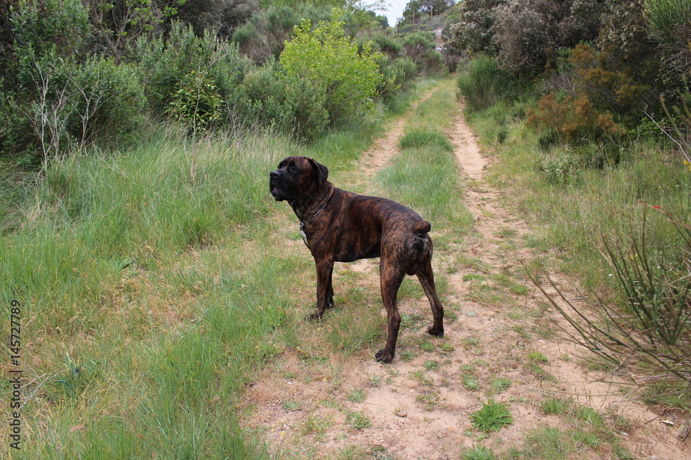 chien cane corso dans un chemin de terre 
