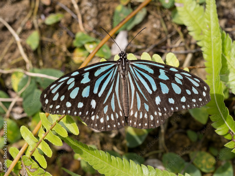 Obraz premium リュウキュウアサギマダラ