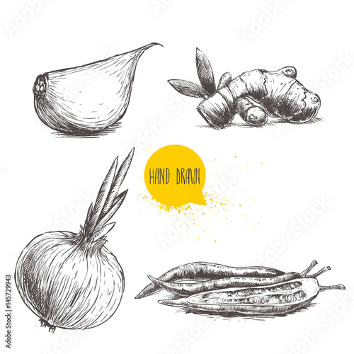 Hand drawn sketch style set illustration of different spices isolated on white background. Garlic clove, ginger root, onion and chili peppers.