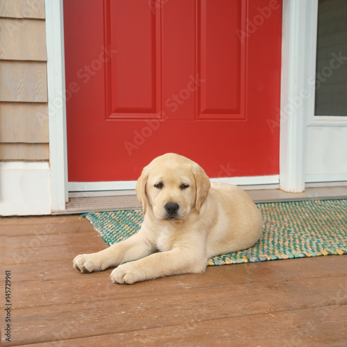 Yellow Labrador retriever puppy on a front porch.