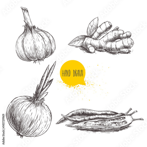Hand drawn sketch style set illustration of different spices isolated on white background. Garlic, ginger root, onion and red hot chili peppers.