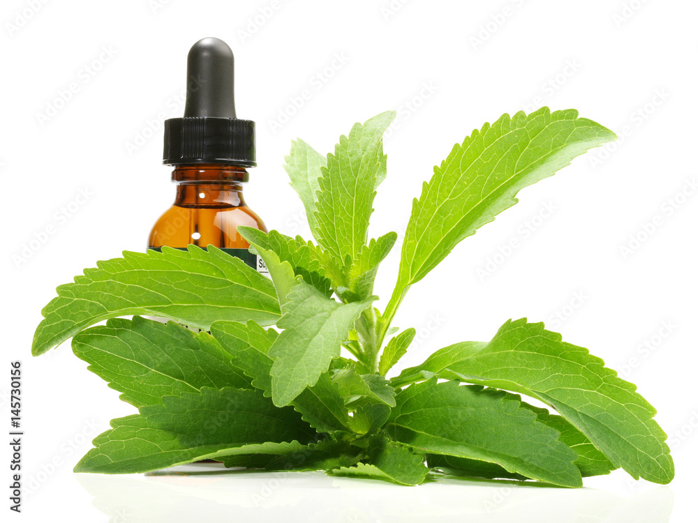 Stevia - Heilpflanze Stevia - Heilpflanze