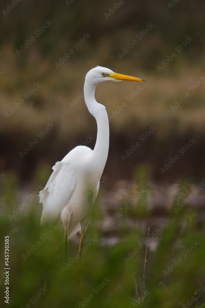 Airone bianco maggiore (Casmerodius albus) - ritratto Airone bianco maggiore (Casmerodius albus) - ritratto