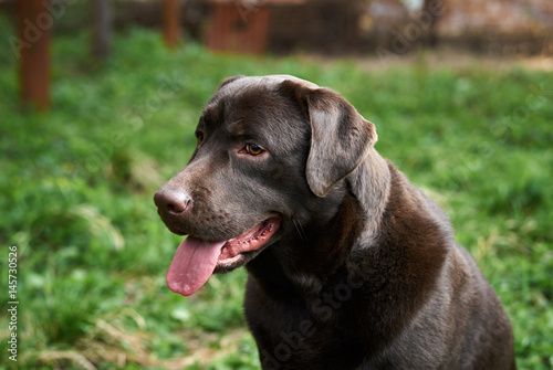 a thoroughbred dog for a walk