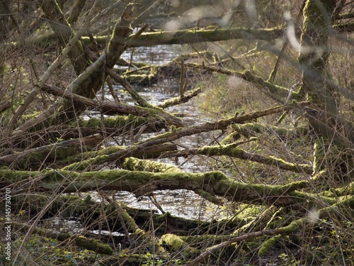 Wald Unterholz