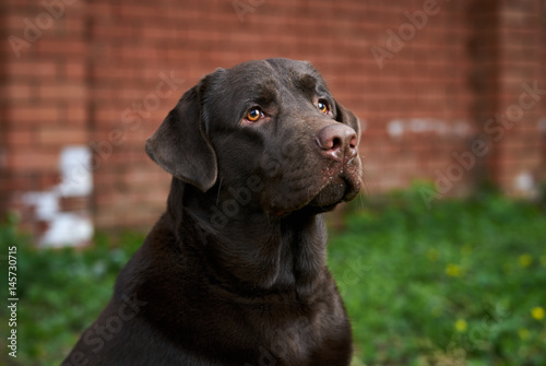 a thoroughbred dog for a walk