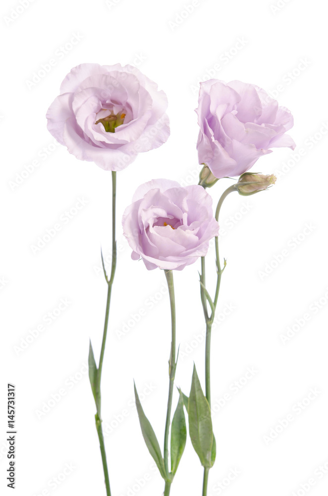 Beautiful pale violet eustoma flowers isolated on white background