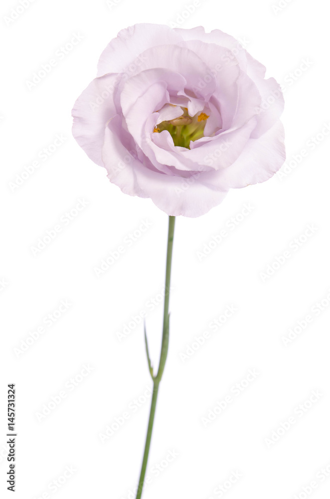 Beauty violet flower isolated on white. Eustoma Beauty violet flower isolated on white. Eustoma
