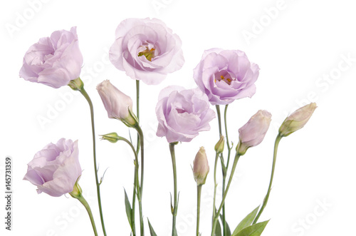 Beautiful white eustoma flowers isolated on white background photo