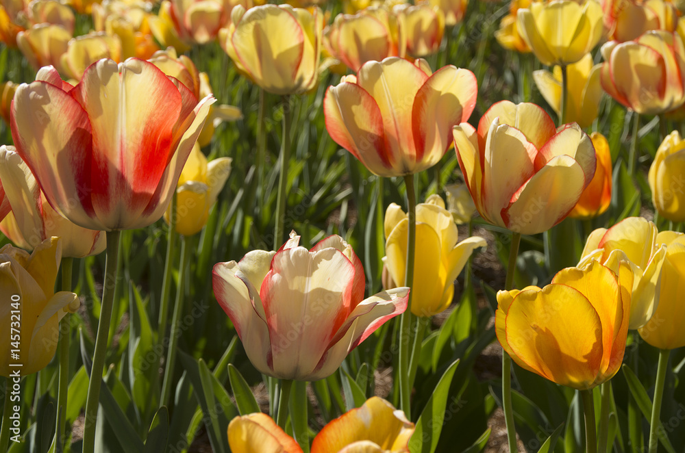 Fototapeta premium Multiple Tulips