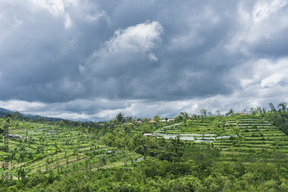 Landscape with green vibrant rice terraces with palm trees and mountains with heavy clouds