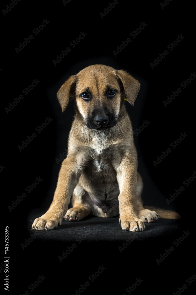 little cute mestizo puppy