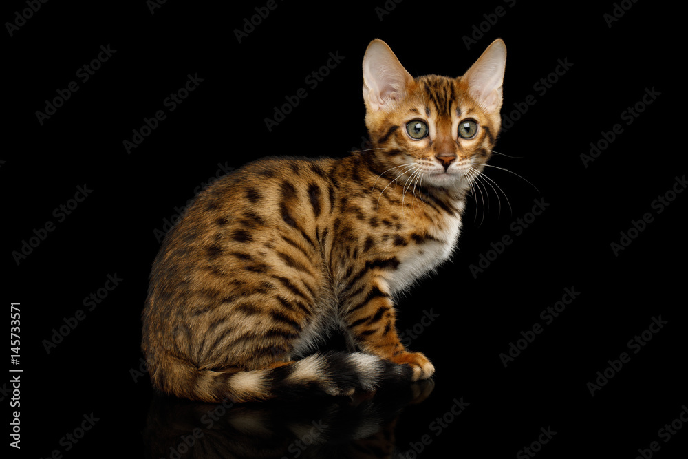 Bengal Kitten Sitting on isolated Black Background with reflection, Side view