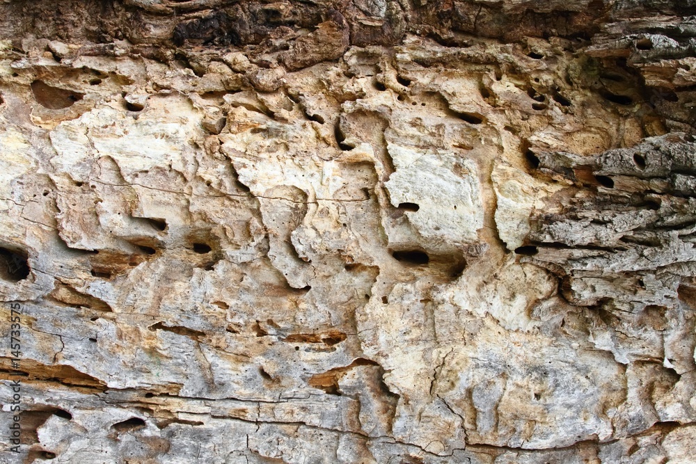 Damaged old tree trunk by woodworm & woodpecker Damaged old tree trunk by woodworm & woodpecker