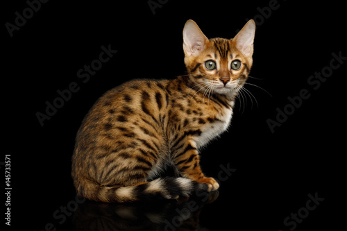 Bengal Kitten Sitting on isolated Black Background with reflection, Side view