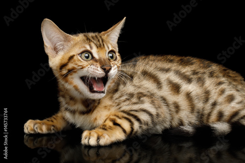 Bengal Kitten Lying and Meowing on isolated Black Background with reflection, Side view
