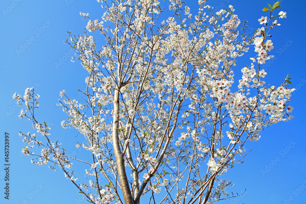 cherry blossoms under the blue sky