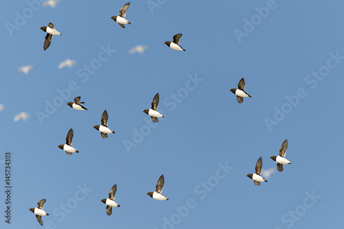 Fotografie Mergule nain, .Alle alle, Little Auk