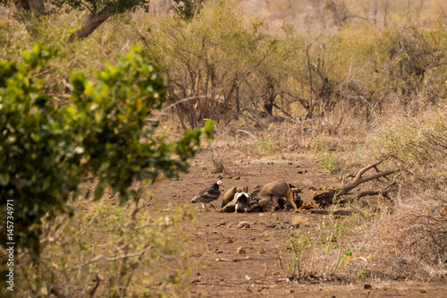 Vultures and Jackal with Prey in Savannah, Kruger Park, South Africa, Africa © wagner_md