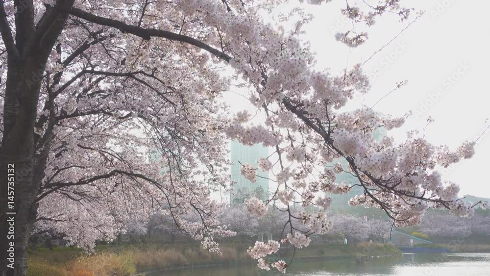 Cherry blossom tree in spring time in south Korea Cherry blossom tree in spring time in south Korea