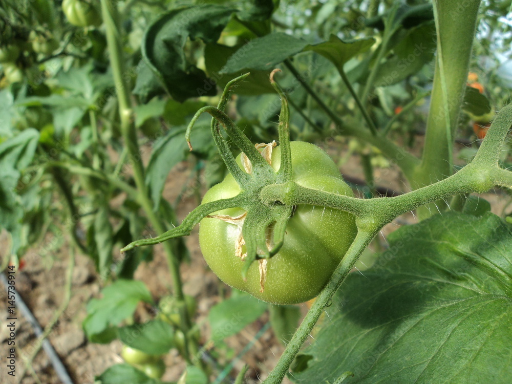 greenhouse, green, plant, food, tomato, immature tomato, vegetable greenhouse, green, plant, food, tomato, immature tomato, vegetable