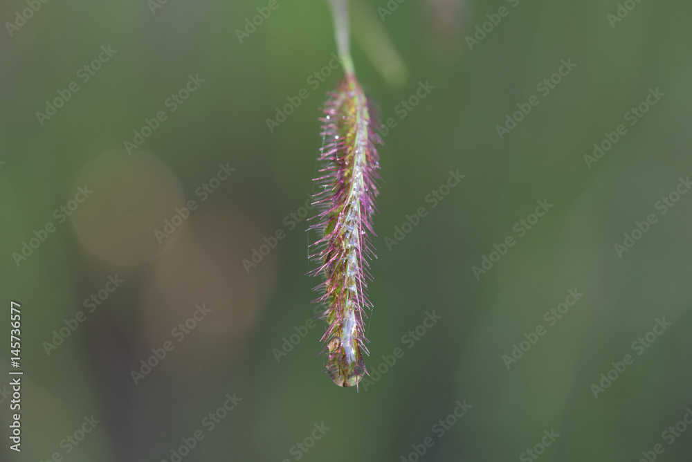 abstract flower in nature field