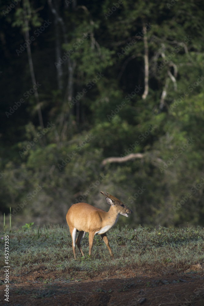 the barking deer in Khao Yai National Park