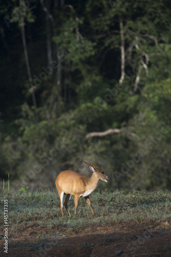 the barking deer in Khao Ya...