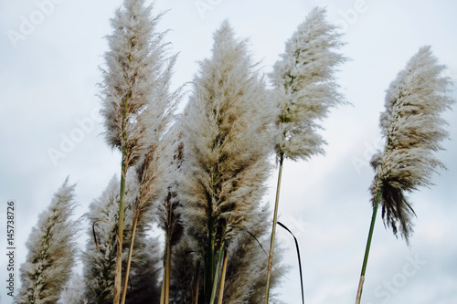 Fototapeta Naklejka Na Ścianę i Meble -  Soft fluffy tall Pampas Plume Grass beige  plumes on a cloudy day