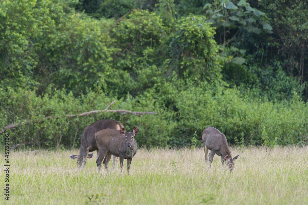 group of sambar deer in Khao Yai National Park, Thailand