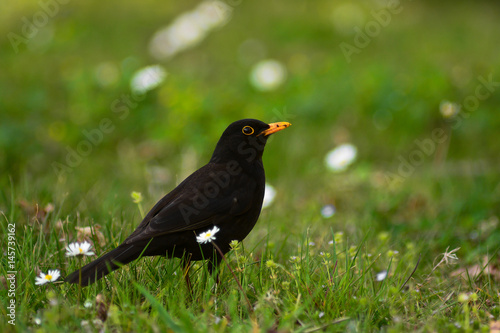 merlo (Turdus merula) maschio sul prato - ritratto photo