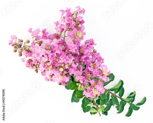 Isolated pink crepe myrtle blossom.