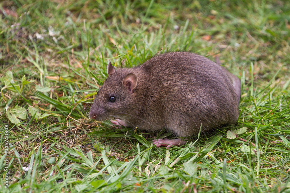 Brown Rat Portrait on Grass