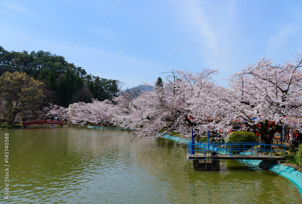 長野　須坂　臥竜公園の桜