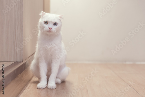 cat sitting on wooden floor