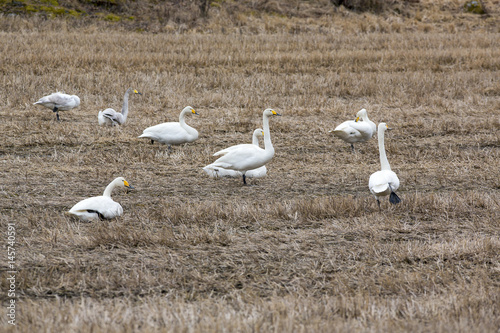 Swans gathered in the field during spring time. They are coming back after long and cold winter. © Jne Valokuvaus