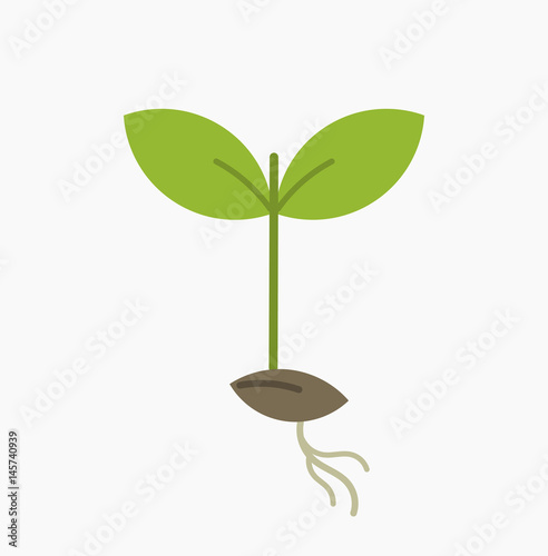Little plant seedling