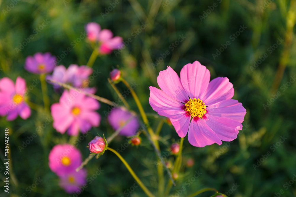  pink cosmos flowers