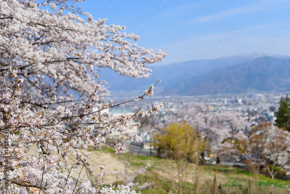 長野 桜と町並み 善光寺雲上殿からの眺め 長野 桜と町並み 善光寺雲上殿からの眺め