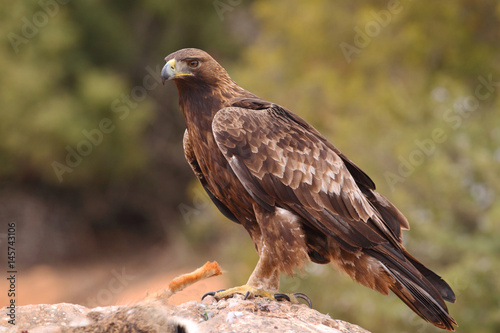 Young male of golden eagle